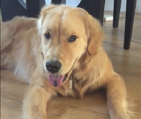 80% Of Pups Over The Age Of 8 Suffer From This Problem, But They Hide It From Us