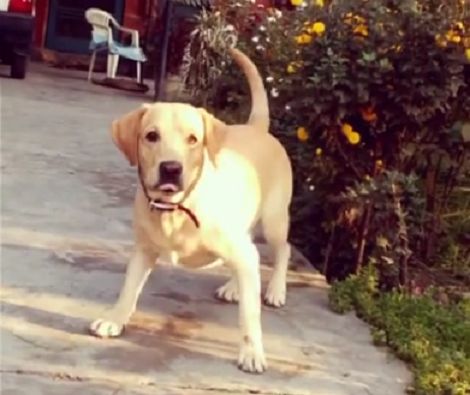 This Adorable Pup Thought He Was Fetching A Ball... Turns Out It's A Lemon!
