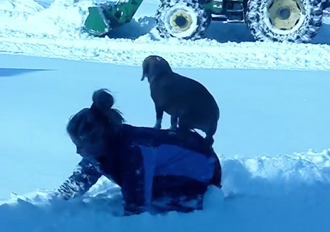 This Adorable Dog Didn't Want To Touch The Snow, So She Came Up With A Plan!