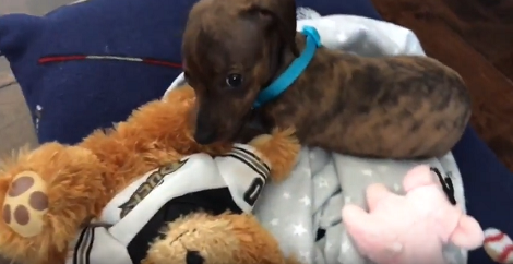 This Adorable Pup Desperately Wants To Sleep, But His Teddy Bear Won't Cooperate!