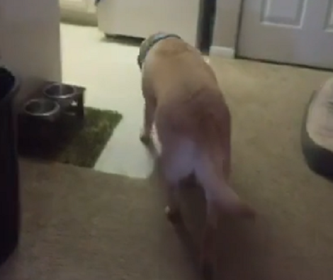 Have You Ever Seen A Pup Taking Out A Water Bottle From The Fridge? Check This Out!