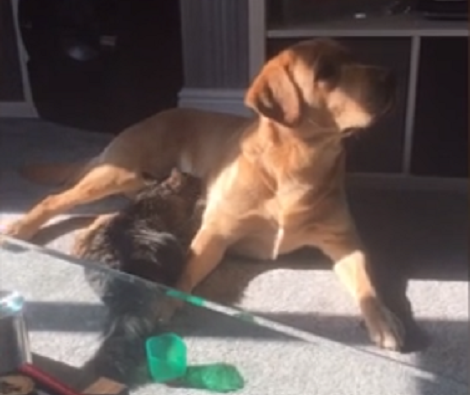 Loving Pup Takes Care Of Abandoned Kitten And Now They're Inseparable!