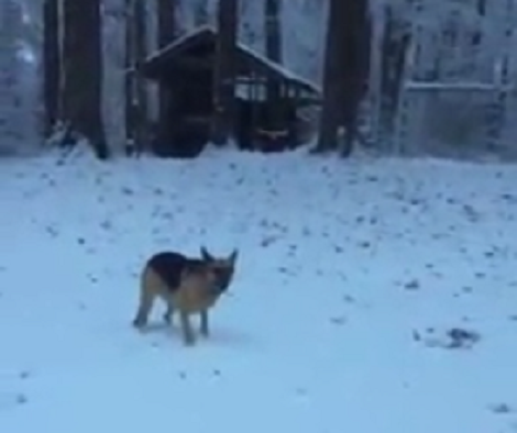 This Adorable Pup Saw Snow For The First Time... And Couldn't Contain Himself!