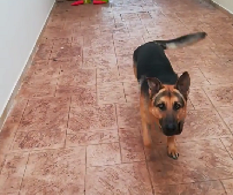 When It's Time For Some Chicken Nuggets, This Pup Doesn't Waste A Second!