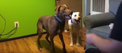 The Smile On These Pups' Faces Tell You How Excited They Are To Play Ball!
