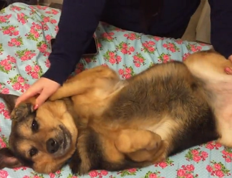 This Adorable Pup Is Doing Something That'll Bring Back Memories!