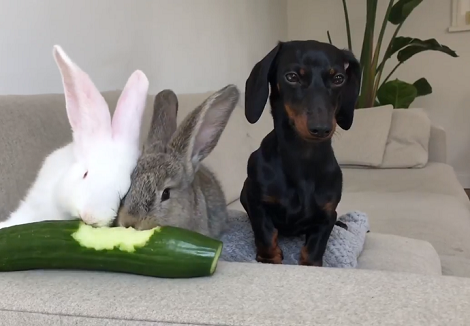 This Adorable Pup's Expression When His Friends Are Eating Is Epic!