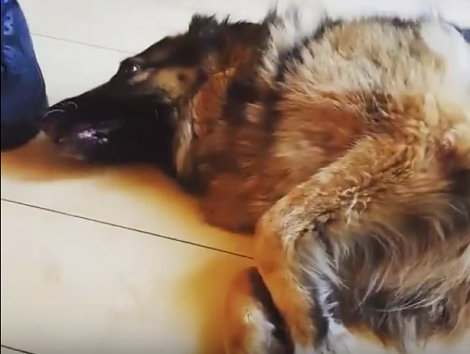 When You See What This Pup Was Doing Just Seconds Before Lying Down? OMG!