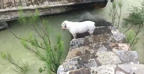 Adorable English Bulldog Loves Water So When He Saw This? Unbelievable!
