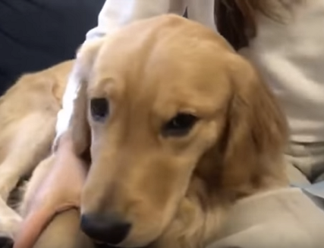 This Vet Explains How To Keep Your Pup's Paws Healthy In All Seasons