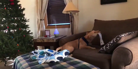 This Adorable Pup Is Having So Much Of Fun - It's Impossible Not To Laugh!