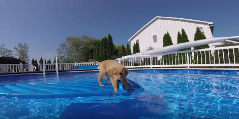 This Adorable Pup Loves Swimming So Much, It'll Make You Smile!