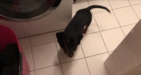 This Adorable Pup Is Completely Obsessed With Mommy's Socks!