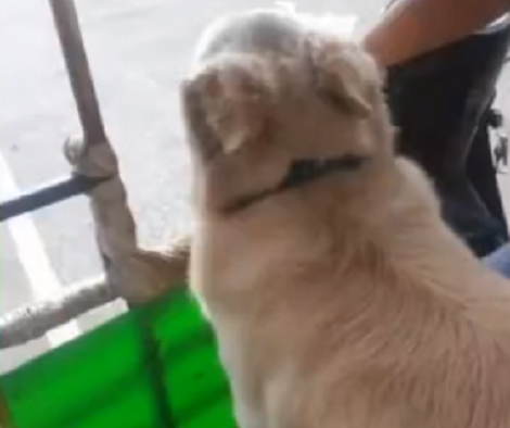The Amount Of Excitement This Pup Has On The Road Will Make You Smile!