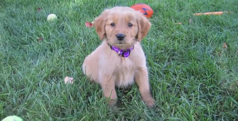 Adorable Pup Gets A Second Chance To Life - Goes To Her Forever Loving Home!