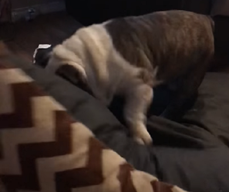 This Adorable Pup Is About To Roll Up His Bed... You Don't Want To Miss It!