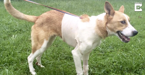 Abandoned Pup With A Large Tumor Gets A Second Chance To Life!