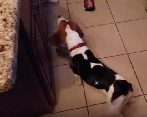 This Adorable Pup Knows That Dad's Put A Treat In A Box! Watch What He Does!