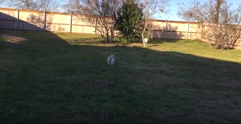 Watch How This Adorable Tiny Little Pup Learns To Fetch A Frisbee!