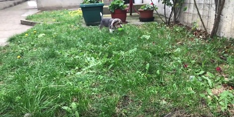 This Adorable Pup's Slo-Mo Video Is Going To Melt Your Heart, For Sure!