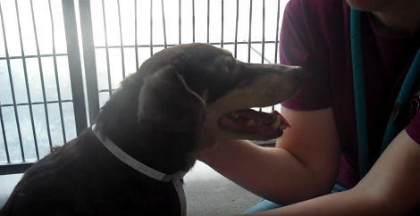 Loving Pup Who Was Surrendered Last Month Needs Your Help To Find His Home