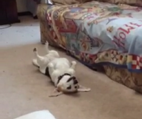 This Adorable Pup Has Got An Itch That Needs Attention! Take A Look At This!