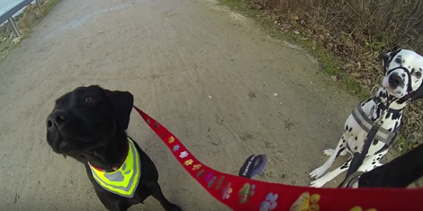 Watch How These Two Friends Enjoy Themselves And Go Out On An Adventure!