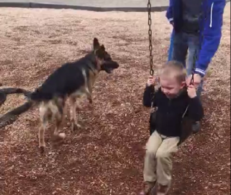 While This Toddler Enjoys Swinging, This German Shepherd Has Other Plans!