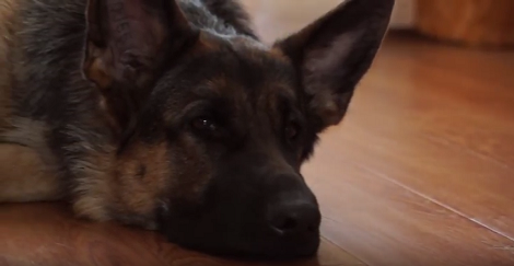 Have You Ever Come Across A Hollywood Actress Of The Doggy World? Check This Out!