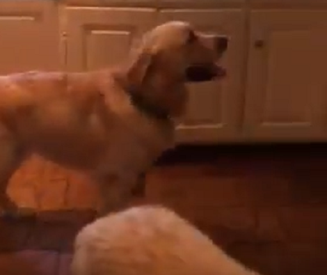 When It's Time For Dinner, There's No Happier Pup On The Planet Than This One!