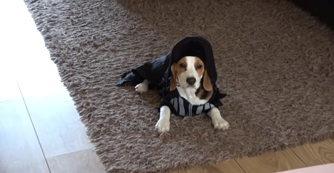 Watch How Lord Darth Vader Puppy Steals Food From Rylo Ken!