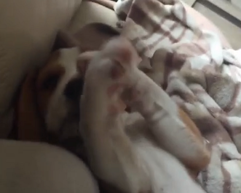 How This Adorable Pup Goes From 8 Weeks To 8 Months In 4 Mins Will Blow Your Mind!