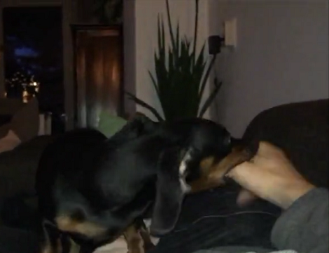 Watch This Adorable Pup's Play Routine And You're Going To Smile!
