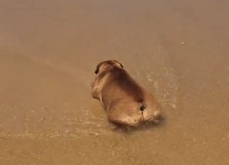 See How This Adorable Little Pup Chills At The Beach Like A Boss!