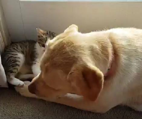 The Love These Two Have For Each Other Is Definitely Going To Warm Your Heart!
