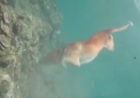 We All Know Dogs Can Swim, But Have You Seen Them Swimming Under Water?!