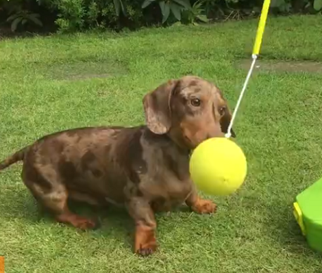 Adorable Pup Enjoys Playing Tether Ball In The Summer!