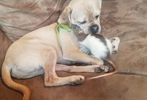 The Heartwarming Friendship Between This Pup And His Best Friend Is Incredible!