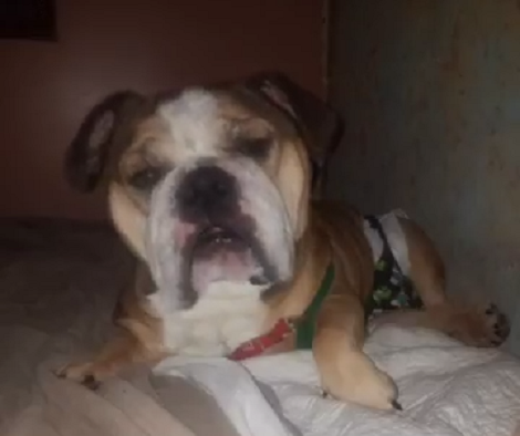 This Adorable Pup Loves Pop Tarts, But Now He's Mad Over His Diet! Check This Out!