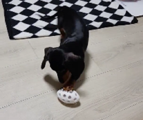 Watch How This Adorable Pup Plays With His Fancy Ball At Home!