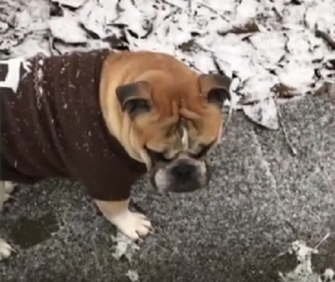 Aww! This Adorable Pup Is Mad At The Snow, But He Looks So Cute!