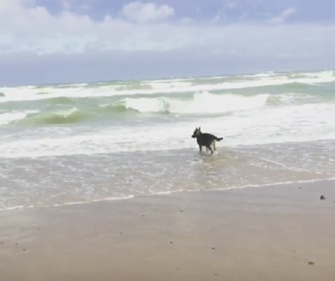On A Nice Sunny Afternoon, This Pup Likes To Chill At The Beach!