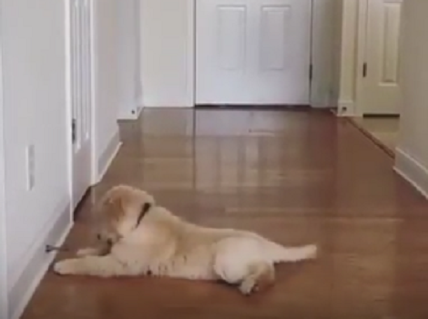 When There's Nothing To Do Indoors, This Pup Enjoys Playing With A Door Stopper!