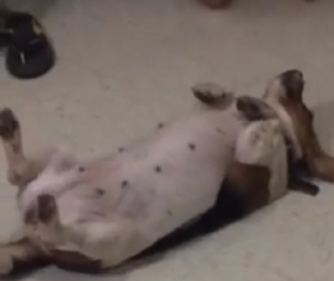 Have You Seen A Pup Do Push-Ups Before? Well, You're Going To Love This!