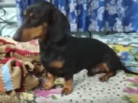 How This Pup Reacts To Pink Panther Music Is Absolutely Priceless!