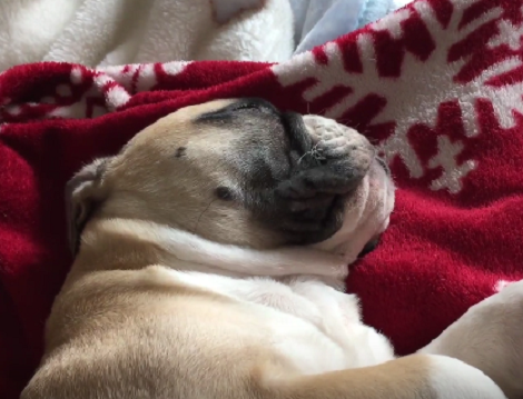 Have You Ever Seen A Pup Drink While Asleep? Me Neither! Check This Out!