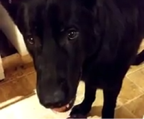 This Adorable Pup Shows His Puppy Eyes In Order To Play Fetch!