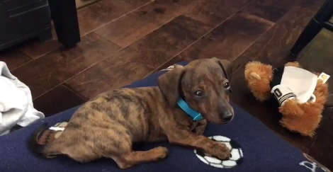 Aww!! This Adorable Puppy Is So Sleep He Can't Wait To Just Fall Asleep!
