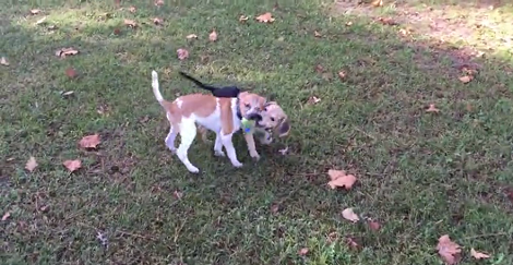 This Beagle Pup Was Abandoned But After Two Months? This Is Heartwarming!