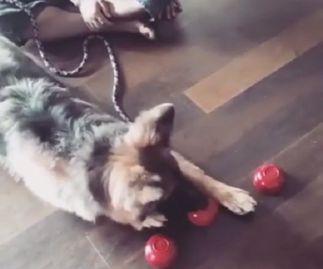 When It's Time To Play Cup Game, This Pup Will Win All The Time!